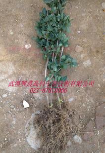 金銀花I四季金銀花I神農一號優質原產母本四季I金銀花工廠,批發,進口,代購