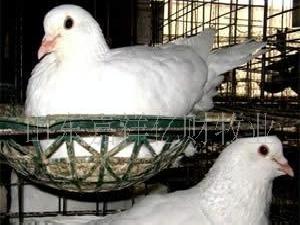 改良白羽王肉鴿·肉鴿價格·養殖技術工廠,批發,進口,代購