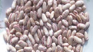 黃豆 食品豆、搾油豆 ·· 品質保證 13552357100工廠,批發,進口,代購