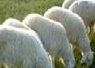 肉羊 種羊 肉羊養殖 優質肉羊工廠,批發,進口,代購