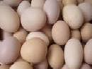 浙江省江山市供白耳黃雞雞蛋工廠,批發,進口,代購