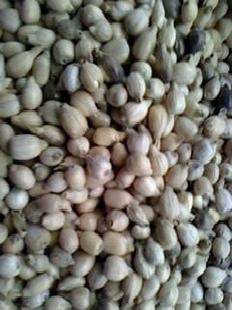 薏米種籽，薏米谷種子批發・進口・工廠・代買・代購