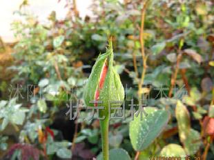 供狀元月季-地被月季-紅帽月季-黃帽月季-豐花月季工廠,批發,進口,代購
