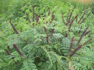 專供:紫穗槐小苗(圖)工廠,批發,進口,代購