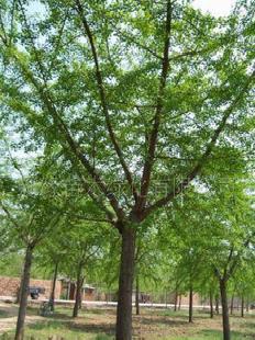 -銀杏和種子工廠,批發,進口,代購