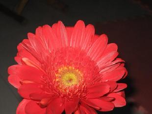 非洲菊種苗工廠,批發,進口,代購