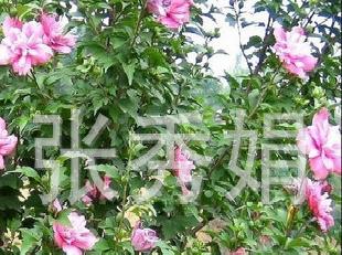 木槿,叢生木槿 ,木槿小苗工廠,批發,進口,代購