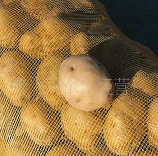 土豆網袋裝：土豆基地2011年優質新鮮土豆（大量批發）工廠,批發,進口,代購