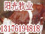 廣東省桂林哪裡的種羊好工廠,批發,進口,代購