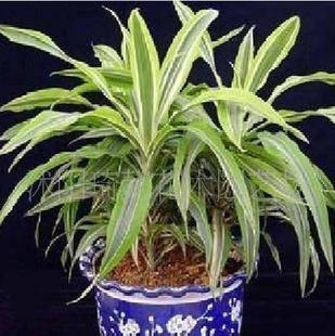 室內花卉 巴西美人 盆栽花卉 巴西美人 淨化空氣 ！工廠,批發,進口,代購