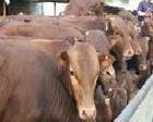 養殖魯西黃牛肉牛犢200斤牛犢品種 效益好山東盛旺牧業批發・進口・工廠・代買・代購