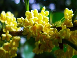 大量金桂苗 桂花苗木——重慶市江津區慈雲花卉苗木果藥場工廠,批發,進口,代購