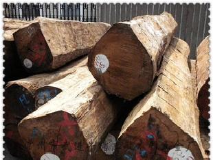 【志敏】緬甸花梨木原木60以上口徑  大口徑原木工廠,批發,進口,代購