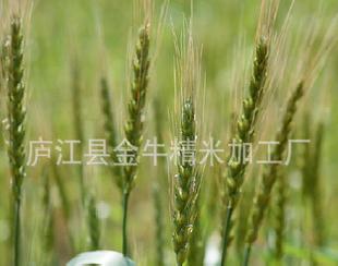 小麥 優質小麥 安徽小麥 質優價低（圖）工廠,批發,進口,代購