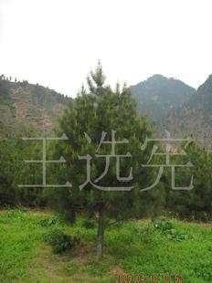 【廠家直銷】 6米白皮松工廠,批發,進口,代購