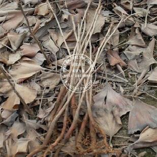 常年出售大小規格銀杏樹苗、量大可送貨 銀杏小苗工廠,批發,進口,代購