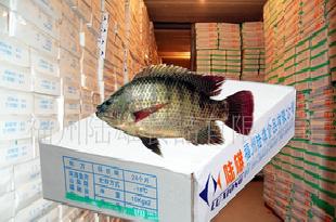 供3A級羅非魚魚糜-冷藏食品、速凍食品專用工廠,批發,進口,代購