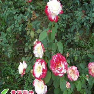 大量五彩月季工廠,批發,進口,代購