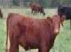 廣州養牛、養殖肉牛、養殖良種肉牛、陝西養殖肉牛場批發・進口・工廠・代買・代購