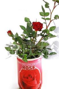 新款鐵罐玫瑰，易拉罐花卉，鐵罐花卉批發・進口・工廠・代買・代購