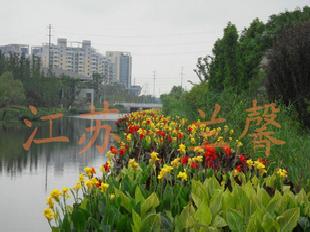 蘭馨園林 淨化水質 抑制有害藻類 觀賞價值較高水生花卉工廠,批發,進口,代購
