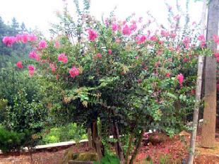 大量湖南綠化苗木-- 紫薇小苗工廠,批發,進口,代購