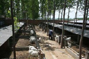 山東波爾山羊種羊養殖場 最新波爾山羊價格行情走勢批發・進口・工廠・代買・代購