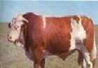 貴合牧業肉牛的市場價格 雲南肉牛 萬頭肉牛養殖場批發・進口・工廠・代買・代購