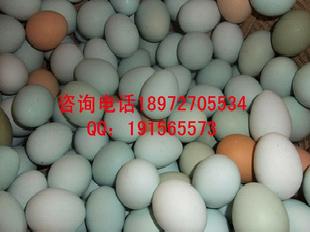 綠殼蛋雞雞蛋 05-24工廠,批發,進口,代購