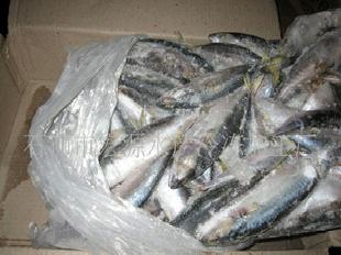 批發冷凍鮐魚飼料 水產品工廠,批發,進口,代購