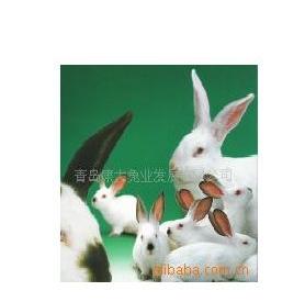 批發熱銷中多種多款式多種類的種兔肉兔工廠,批發,進口,代購