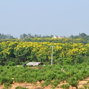 【得撒】廠家直銷  中藥金銀花工廠,批發,進口,代購