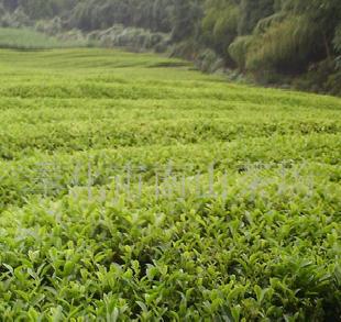 寧波南山綠茶 有機綠茶（圖）工廠,批發,進口,代購