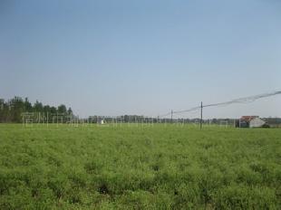 高芽率高含甙量甜葉菊種子13655576167工廠,批發,進口,代購