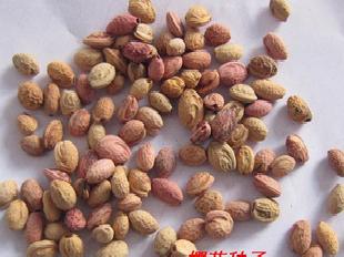 櫻花種子，珍稀觀賞樹種子，當代熱潮種子，日本櫻花種子工廠,批發,進口,代購