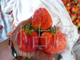 草莓& 全明星 * 新鮮草莓價格工廠,批發,進口,代購