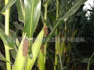 農作物種子 玉米 種子　紀元一號批發・進口・工廠・代買・代購