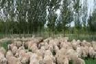 奧旺牧業長期優質純種波爾山羊 小尾寒羊工廠,批發,進口,代購