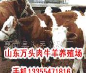 江西肉牛/山東肉牛/肉牛飼料配方/中國肉牛(圖)批發・進口・工廠・代買・代購