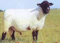 無角陶塞特、種羊、改良肉羊工廠,批發,進口,代購