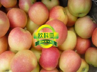 【歐科亞果蔬】2011年 嘎啦蘋果，開始預售 咨詢工廠,批發,進口,代購