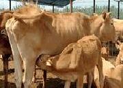 山東雙利牧業肉牛養殖場 育肥肉牛種牛改良肉牛犢工廠,批發,進口,代購