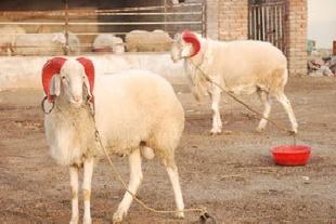 小尾寒羊原種場，高腿小尾寒羊，純種小尾寒羊種羊羊羔批發・進口・工廠・代買・代購