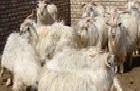 養殖白山羊   致富就是快工廠,批發,進口,代購