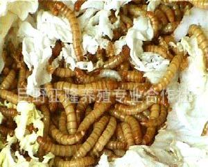 黃粉蟲，個大，量多，一年四季黃粉蟲批發價批發・進口・工廠・代買・代購