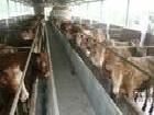 奧旺牧業出售優質育肥肉牛 如何提高肉牛的抗病能力工廠,批發,進口,代購