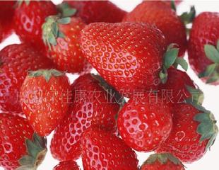 批發雙流草莓優質新鮮雙流草莓出口級草莓工廠,批發,進口,代購