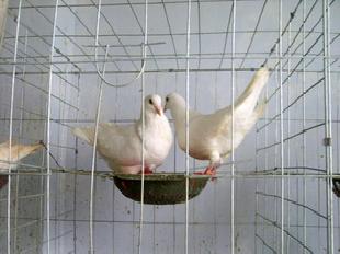 大量白羽王肉鴿，美國七彩山雞批發・進口・工廠・代買・代購