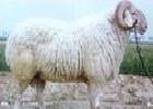 奧旺牧業優質改良讓你改用小尾寒羊批發・進口・工廠・代買・代購