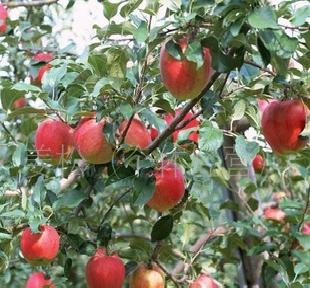 蘋果   新鮮水果工廠,批發,進口,代購